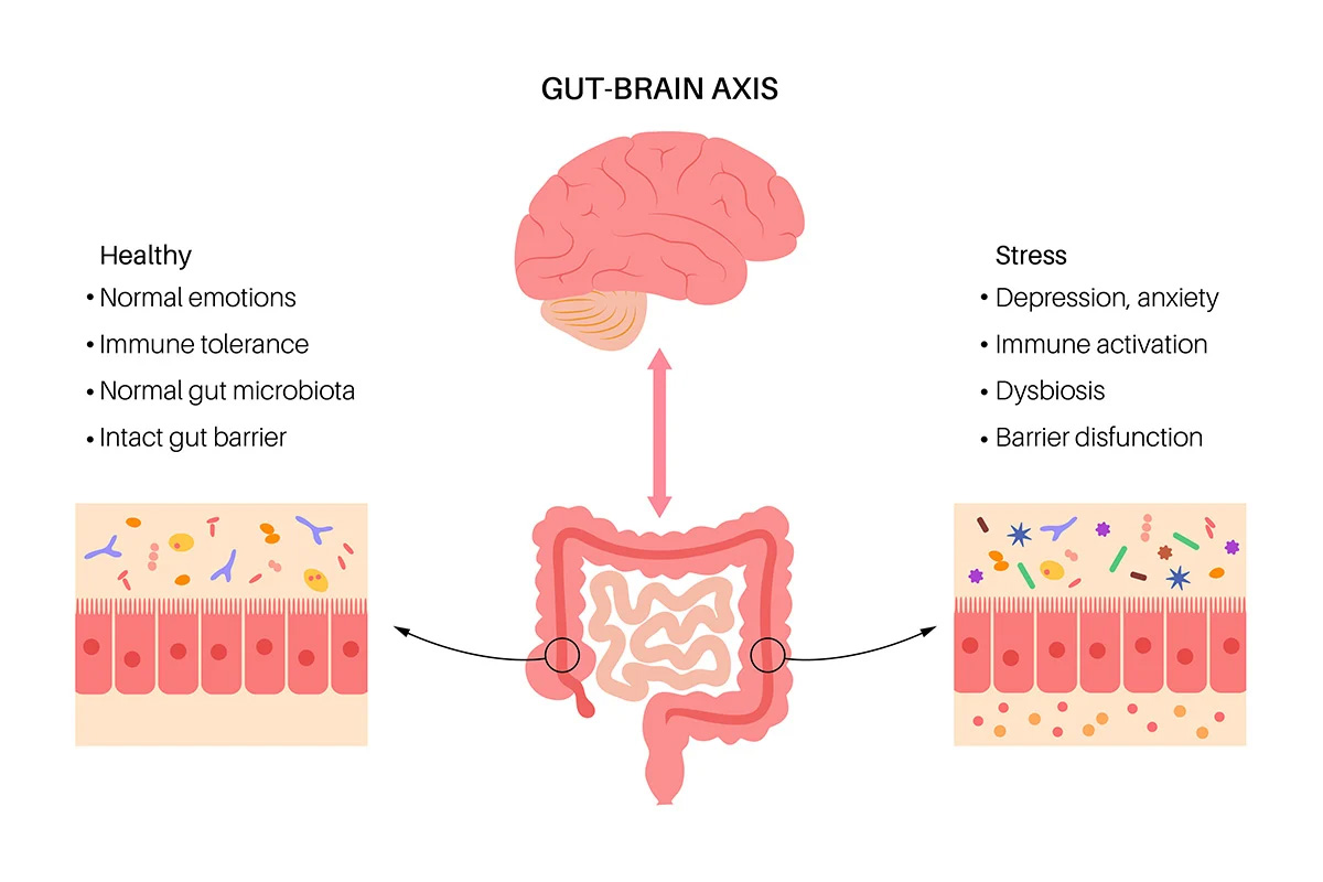 Gut Brain Connection Chart
