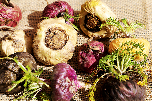 Different Colored Fresh Maca Root.