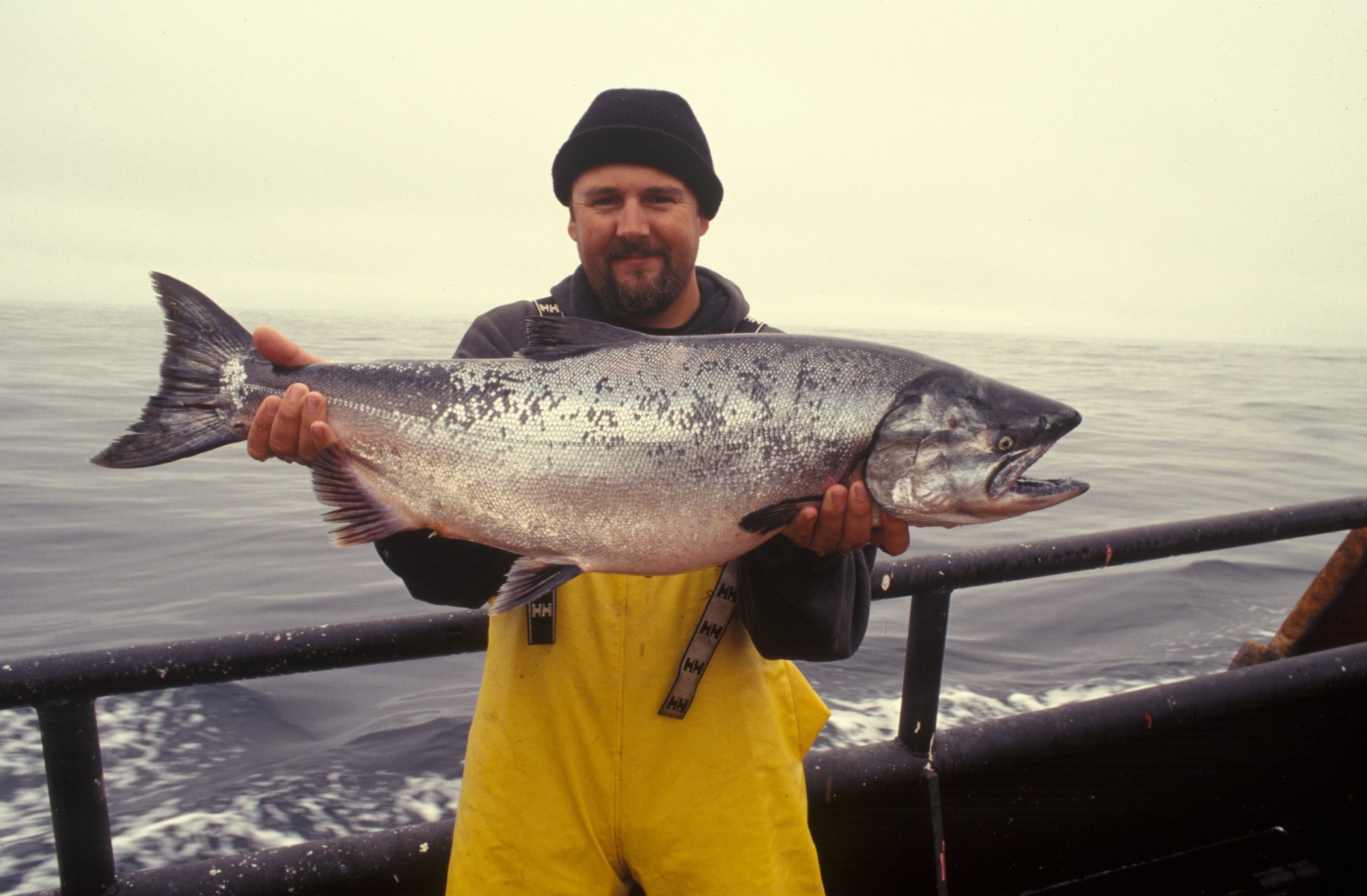 Healthy Fish to Eat: Picture of Wild Caught Salmon